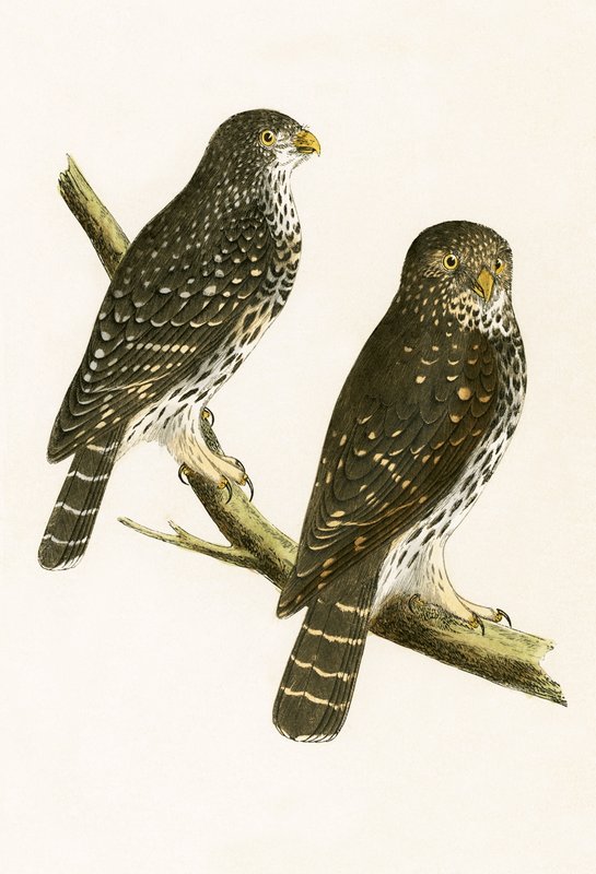 Strix Pusilla, illustration from 