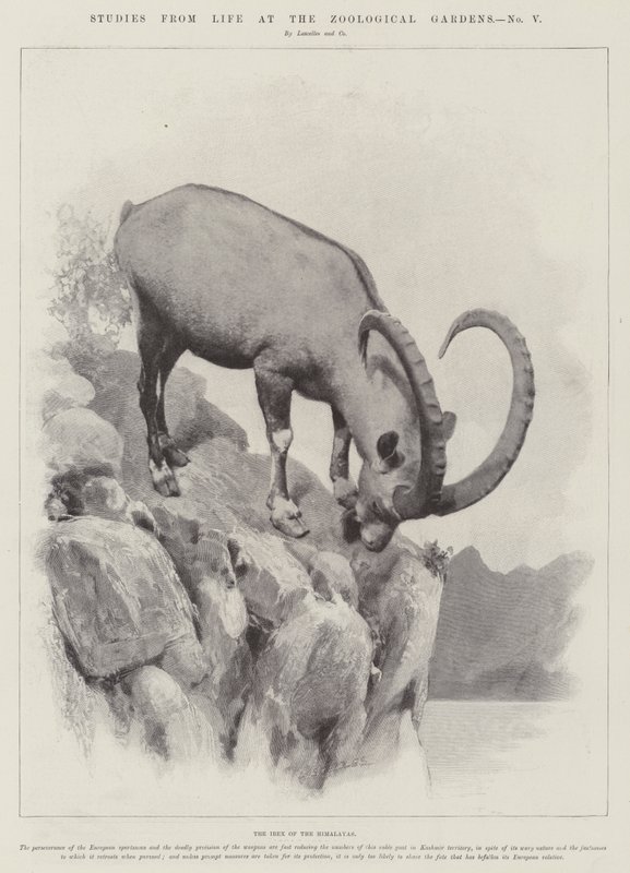 Studies from Life at the Zoological Gardens (engraving) by English School