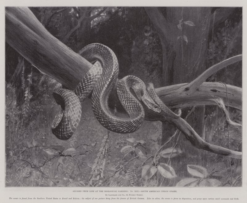 Studies from Life at the Zoological Gardens, South American Corais Snake by English School