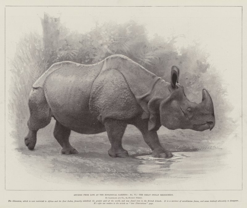 Studies from Life at the Zoological Gardens, the Great Indian Rhinoceros by English School