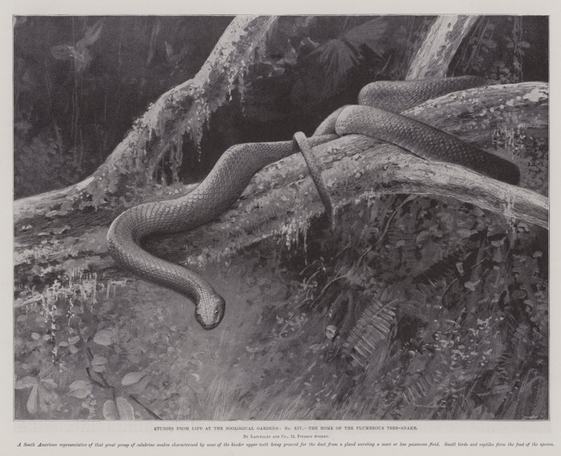 Studies from Life at the Zoological Gardens, the Home of the Plumbeous Tree-Snake by English School