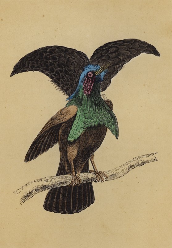 Superb Bird of Paradise by English School