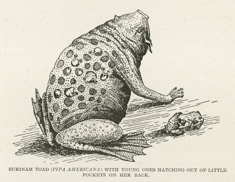 Surinam Toad by English School