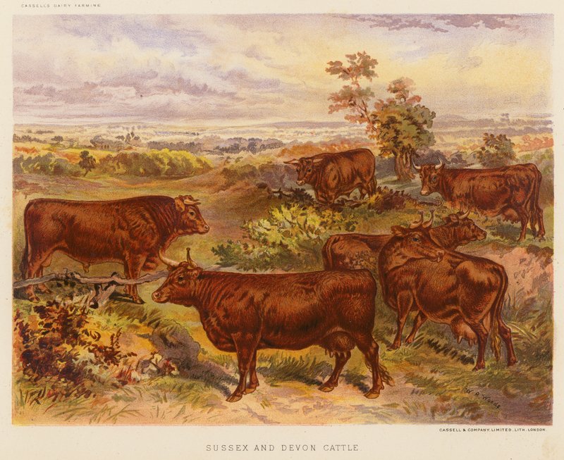 Sussex and Devon Cattle by English School