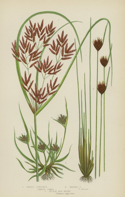 Sweet Cyperus, Brown Cyperus, Black Bog-Rush by English School