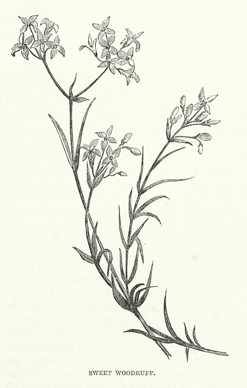 Sweet Woodruff by English School
