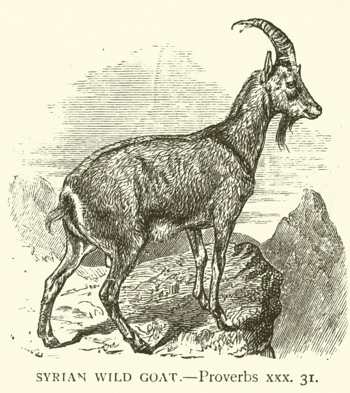 Syrian Wild Goat, Proverbs, xxx, 31 by English School