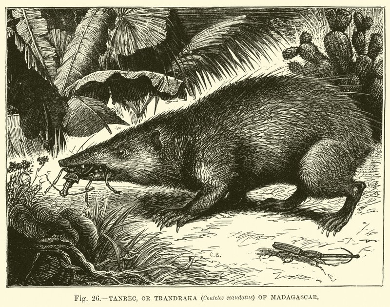 Tanrec, or Trandraka (Centetes Ecaudatus) of Madagascar by English School