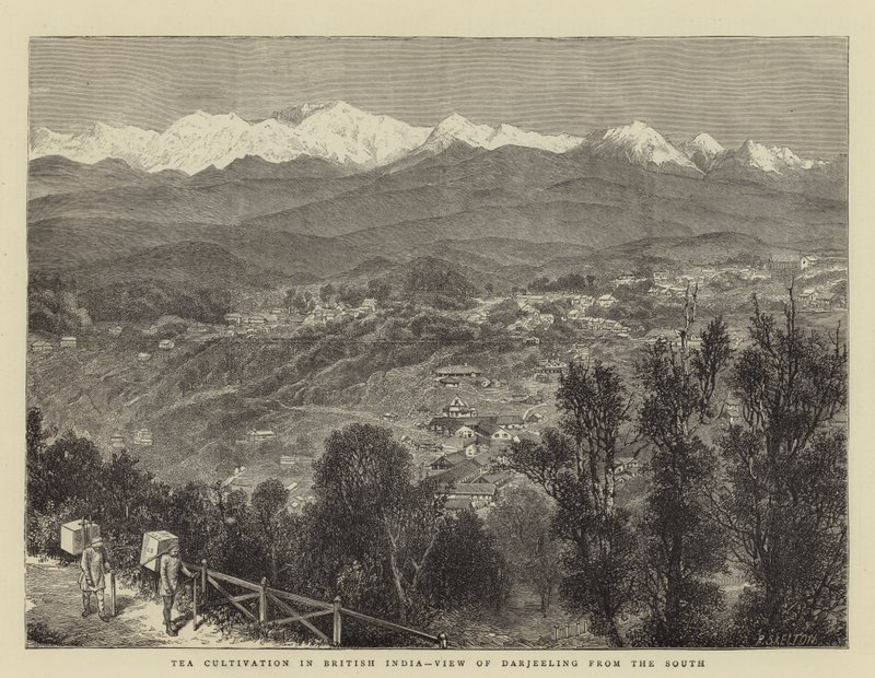 Tea Cultivation in British India, View of Darjeeling from the South by English School