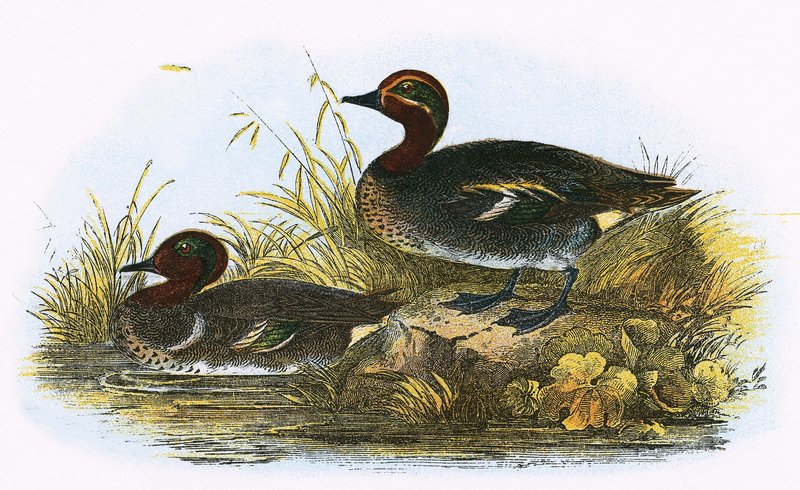 Teal and American Teal by English School