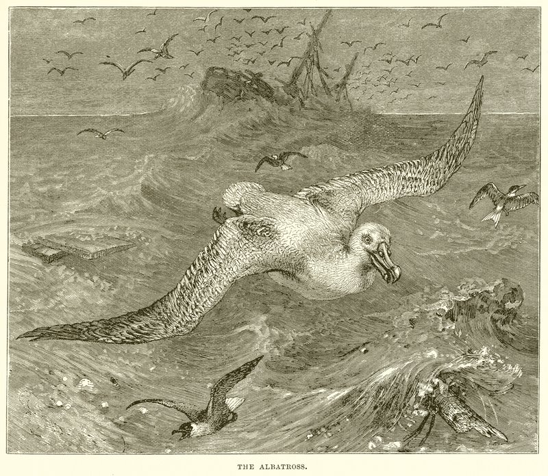 The Albatross by English School