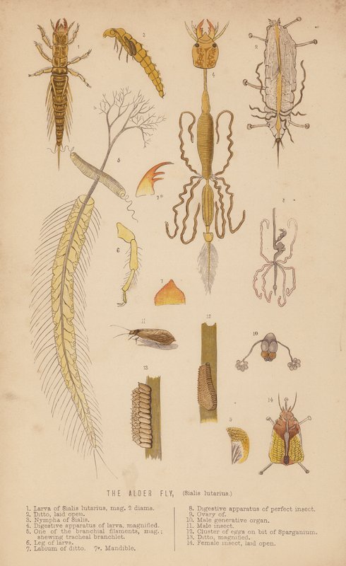 The Alder Fly, Sialis lutarius by English School