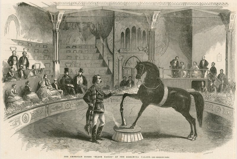 The American horse Black Eagle at the Alhambra Palace (Alhambra Theatre), Leicester Square, London by English School