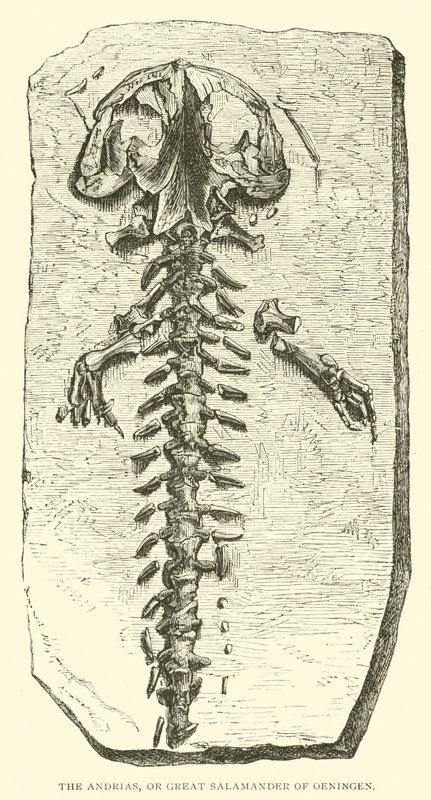 The Andrias, or Great Salamander of Oeningen by English School