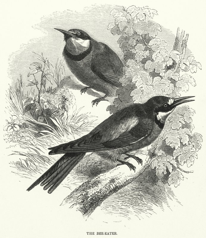 The Bee-Eater by English School