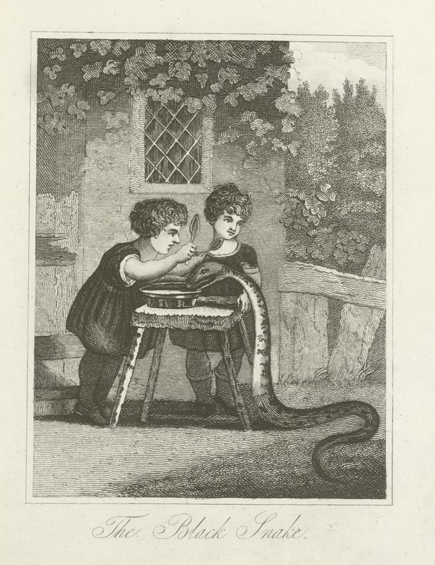 The Black Snake by English School