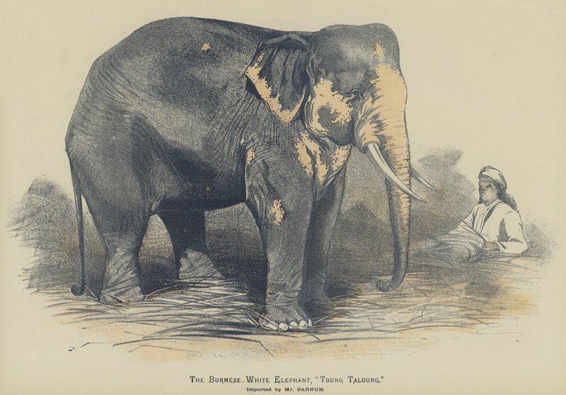 The Burmese White Elephant, "Toung Taloung", imported by Mr Barnum by English School