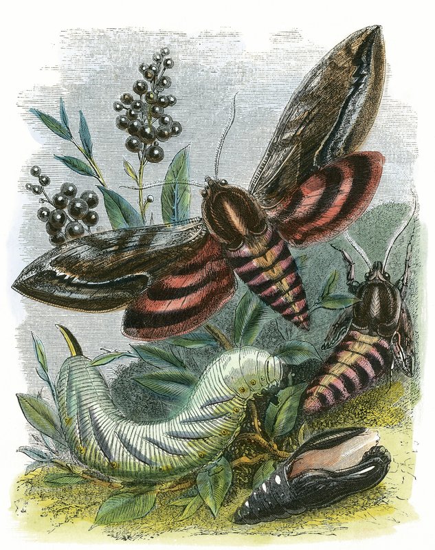 The Butterfly Vivarium by English School