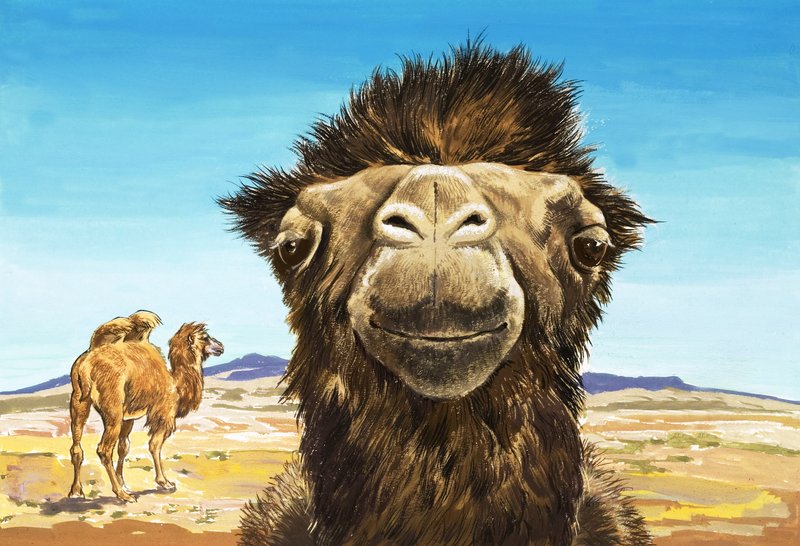 The Camel, Illustration from 