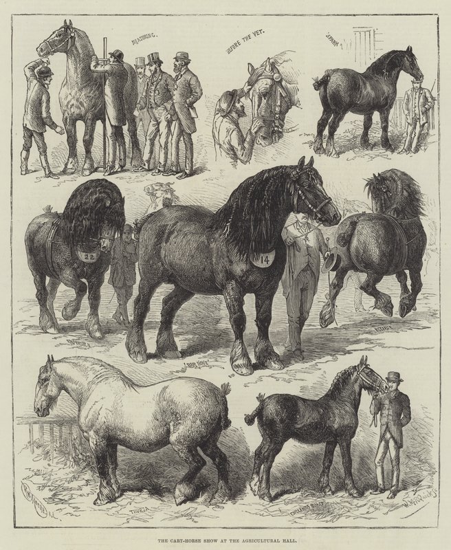 The Cart-Horse Show at the Agricultural Hall by English School