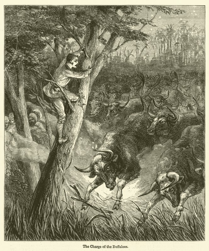 The Charge of the Buffaloes by English School