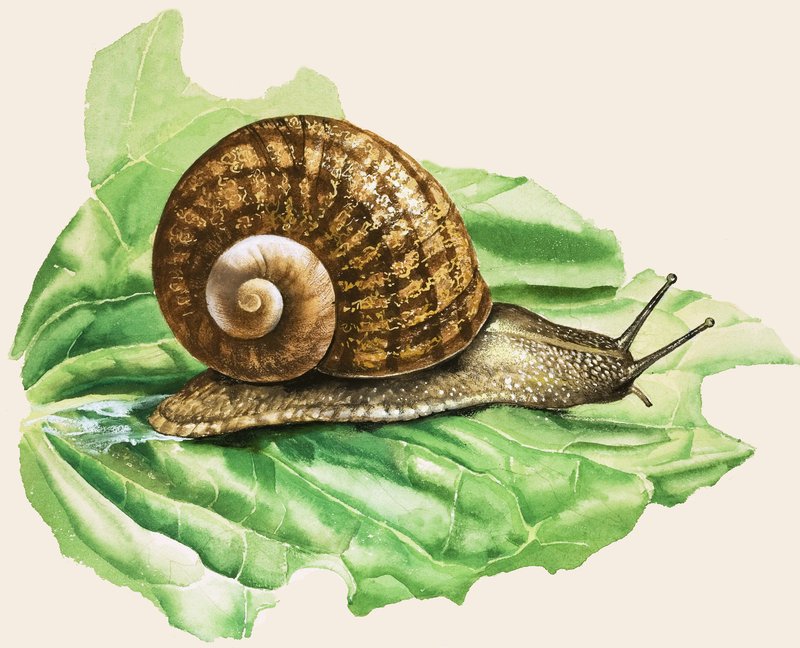 The Common Garden Snail, illustration from 