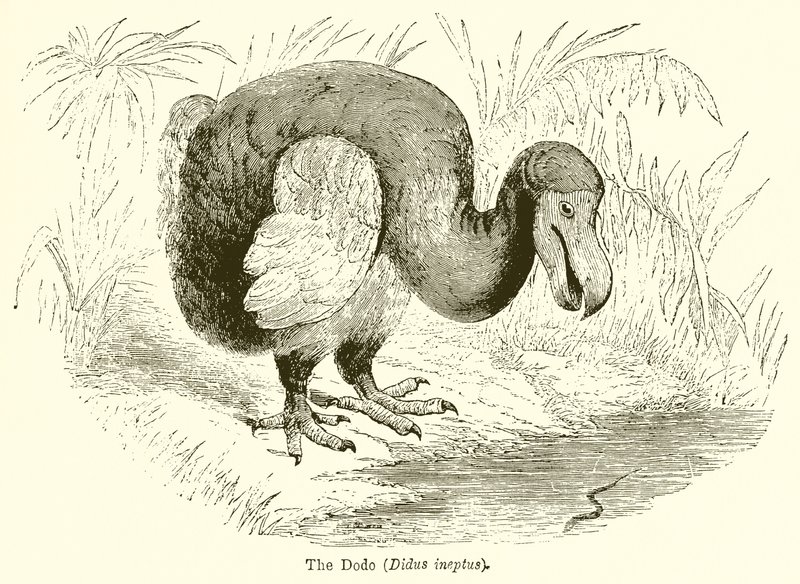 The Dodo by English School