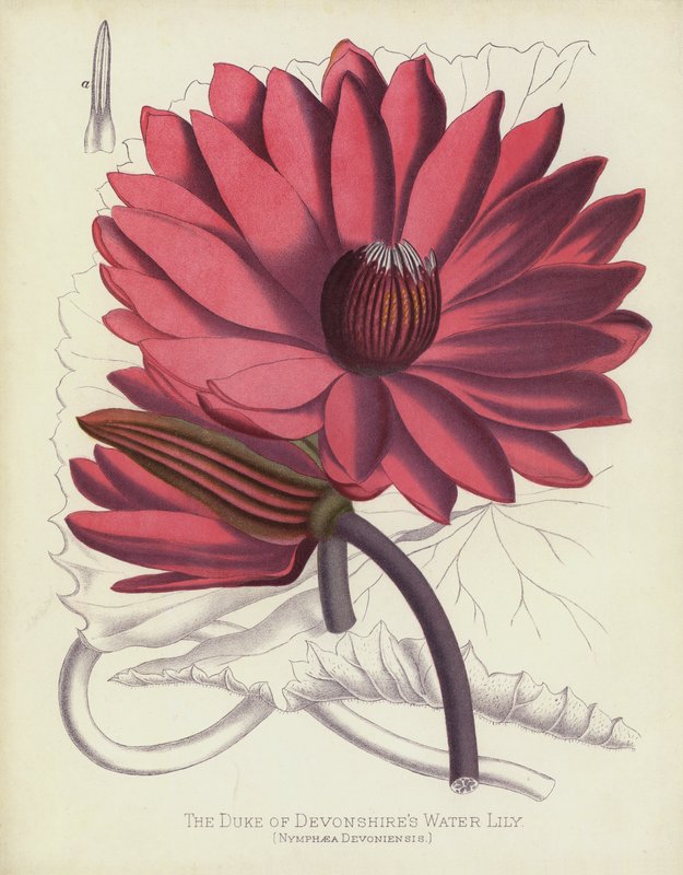 The Duke of Devonshire