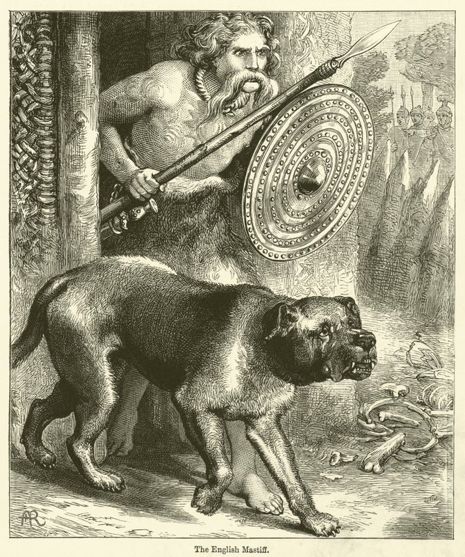 The English Mastiff by English School