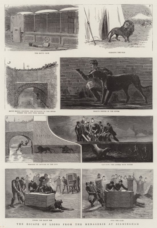 The Escape of Lions from the Menagerie at Birmingham by English School