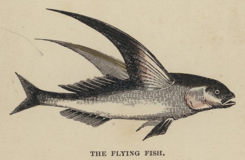 The Flying Fish by English School