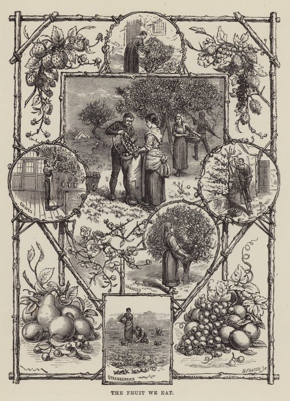 The Fruit We Eat by English School