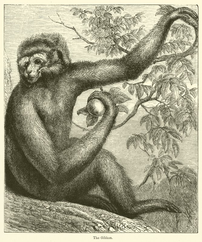 The Gibbon by English School
