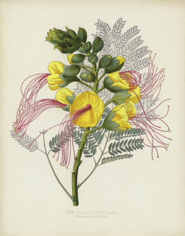 The Gillies Poinciana by English School