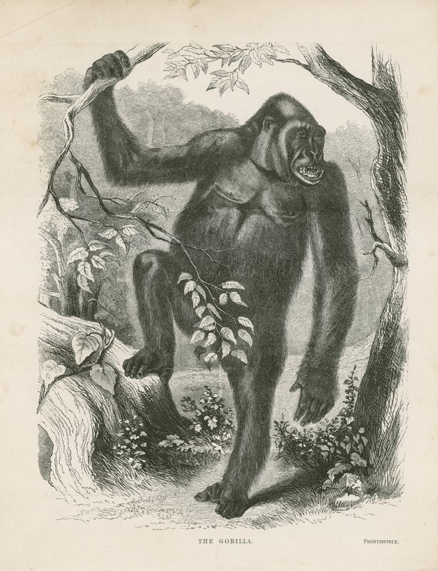 The Gorilla, frontispiece for Explorations and Adventures in Equatorial Africa by Paul B. du Chaillu by English School