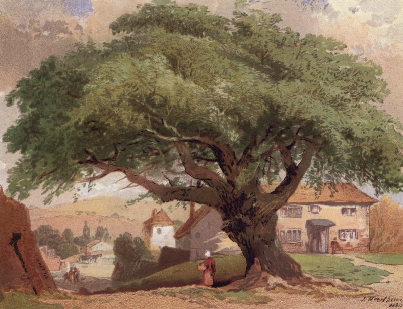 The Great Ash, scene in Surrey by English School