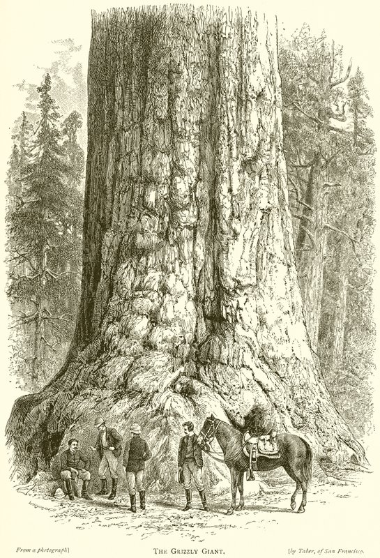 The Grizzly Giant by English School