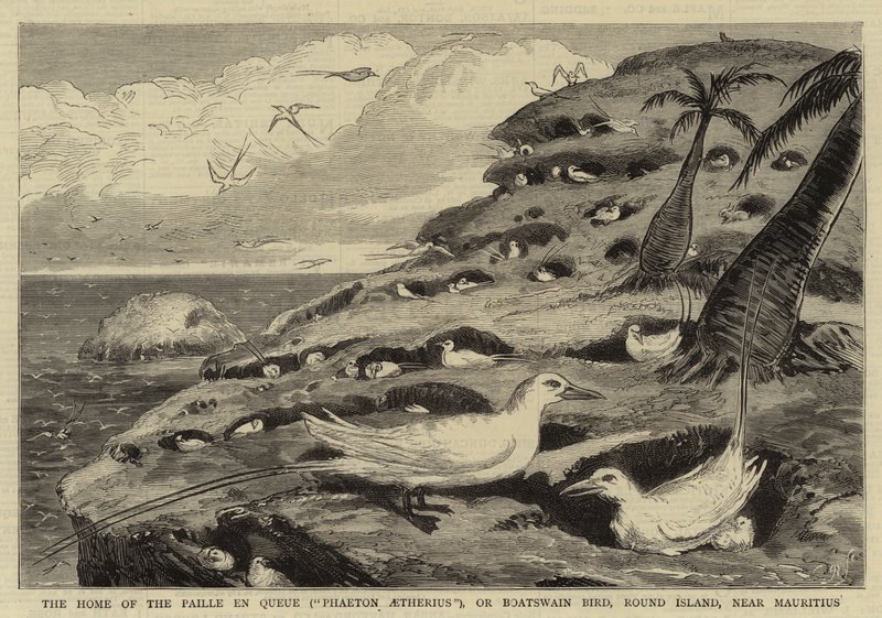 The Home of the Paille en Queue ("Phaeton Aetherius"), or Boatswain Bird, Round Island, Near Mauritius by English School