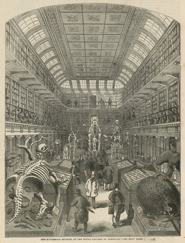 The Hunterian Museum at the Royal College of Surgeons by English School