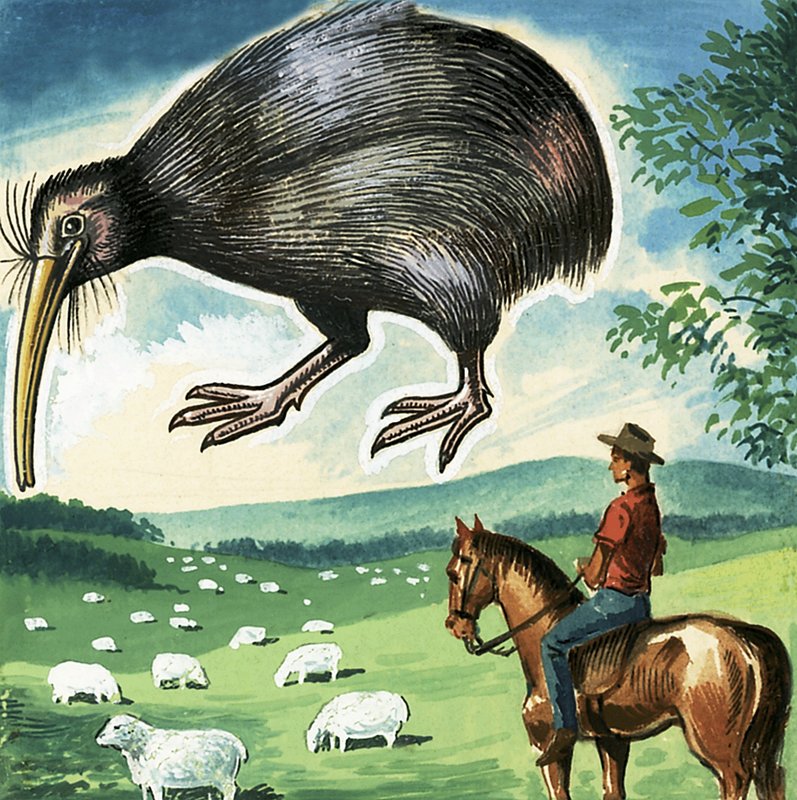 The Kiwi, Emblem of New Zealand by English School
