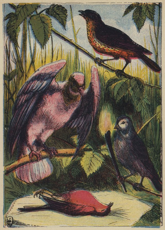 The Linnet, the Dove, and Cock Robin by English School