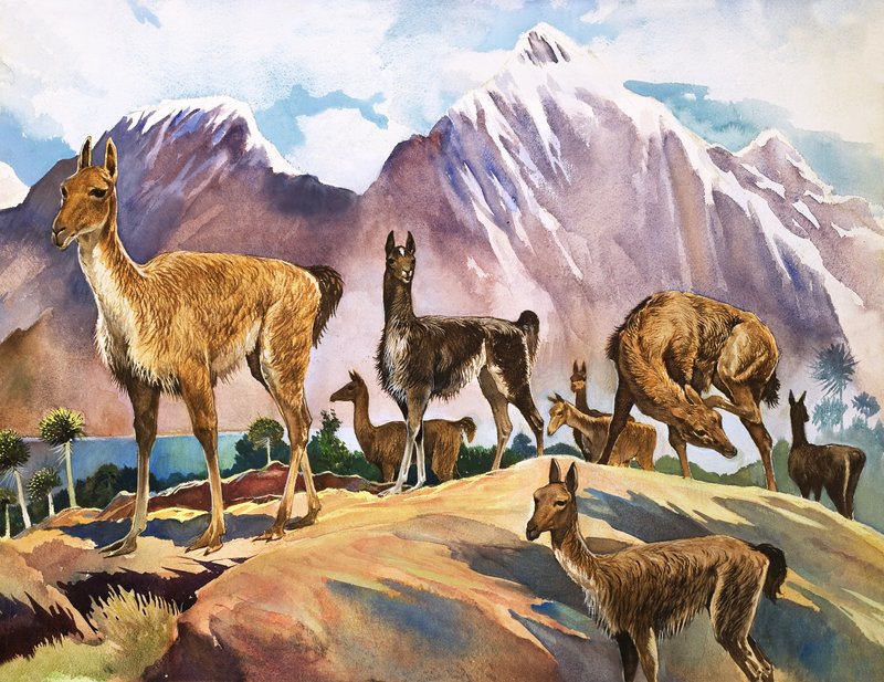 The Llama, Illustration from 