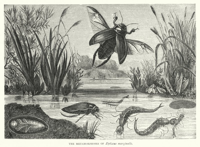 The Metamorphoses of Dytiscus marginalis by English School