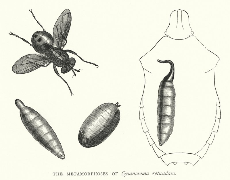 The Metamorphoses of Gymnosoma Rotundata (Engraving) by English School