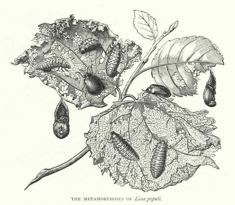 The Metamorphoses of Lina Populi (Engraving) by English School