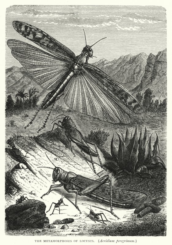 The Metamorphoses of Locusts, Acridium peregrinum by English School