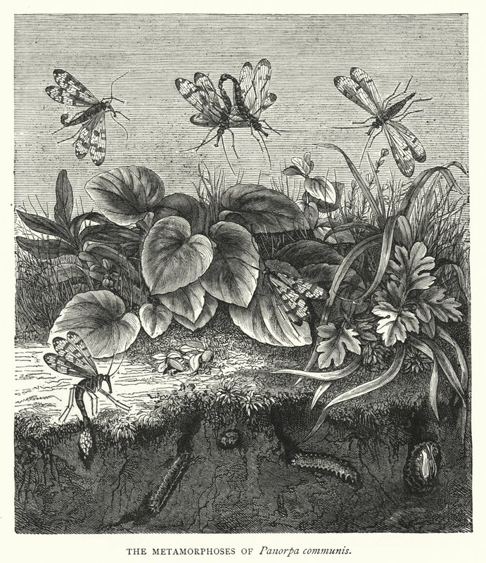 The Metamorphoses of Panorpa Communis by English School