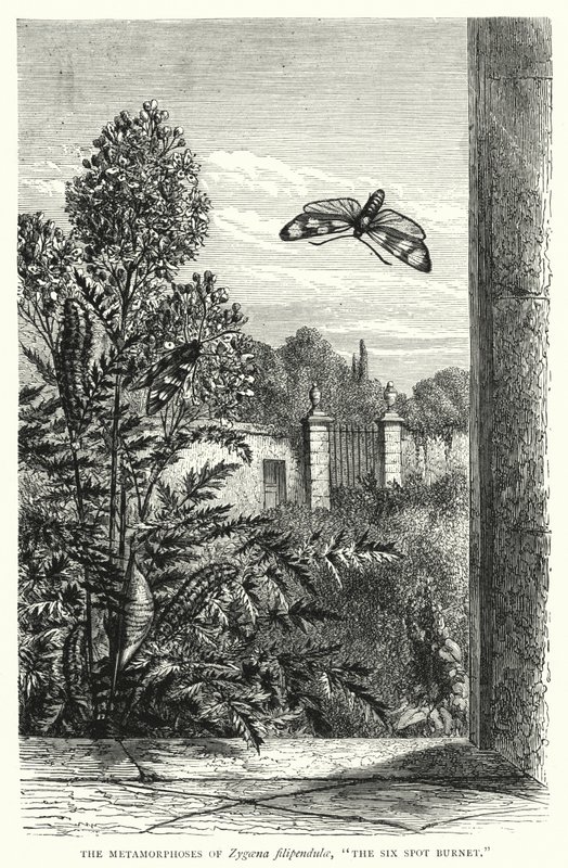 The Metamorphoses of Zygaena filipendulae, "The Six Spot Burnet" by English School