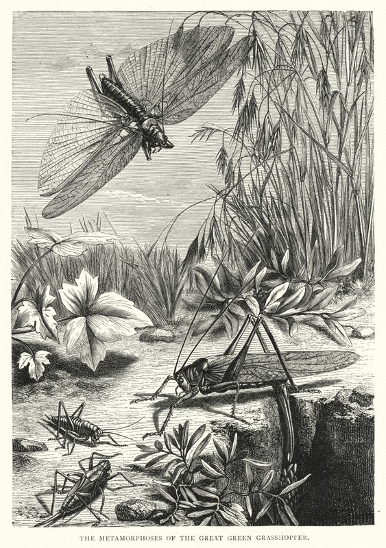The Metamorphoses of the Great Green Grasshopper by English School