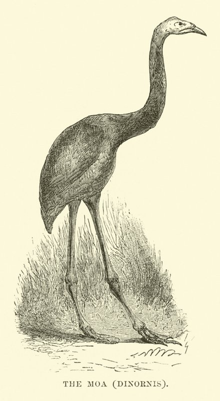 The Moa, Dinornis by English School
